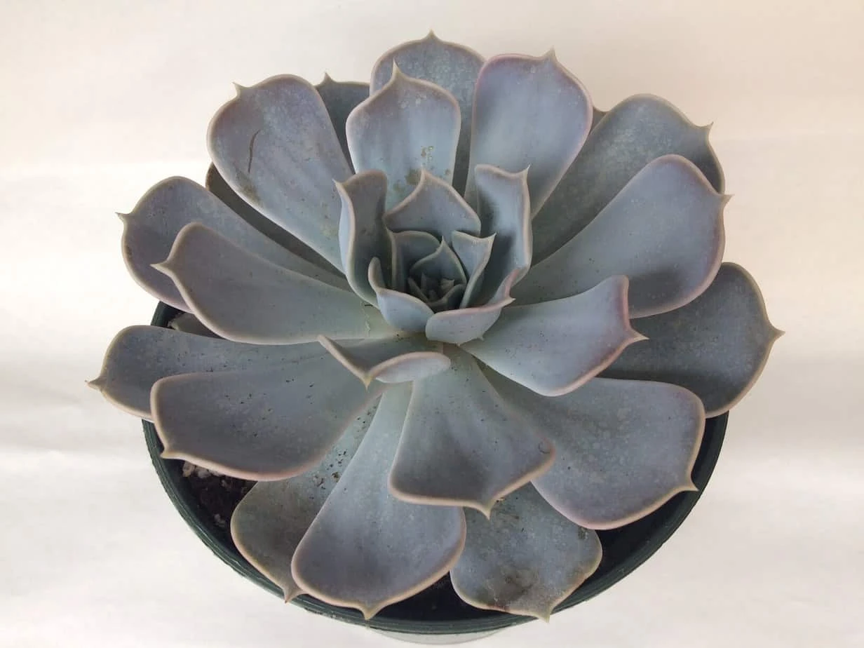 Large Succulent Plant Echeveria Alabaster Rose. A Beautiful, White Toned Rosette. 6 Large Succulent Plant Echeveria Alabaster Rose. A Beautiful, White Toned Rosette. - Image 4