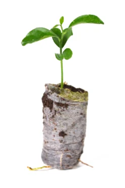 TreesAgain Yuzu Tree-Citrus Reticulata Var. Austera- 3 Starter Plugs