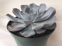 Large Succulent Plant Echeveria Alabaster Rose. A Beautiful, White Toned Rosette. 13 Large Succulent Plant Echeveria Alabaster Rose. A Beautiful, White Toned Rosette. -Green Aura il fullxfull.1686839531 mc9v