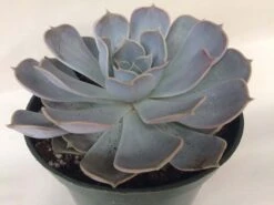 Large Succulent Plant Echeveria Alabaster Rose. A Beautiful, White Toned Rosette. 9 Large Succulent Plant Echeveria Alabaster Rose. A Beautiful, White Toned Rosette. -Green Aura il fullxfull.1686839539 aobq