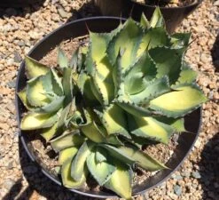 Mature Agave Rum Runner. Unique Coloring Makes This A Must Have Plant For Any Garden -Green Aura il fullxfull.1870234452 4xdq