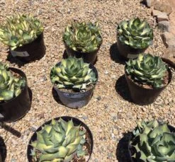 Mature Agave Rum Runner. Unique Coloring Makes This A Must Have Plant For Any Garden -Green Aura il fullxfull.1870234516 jxtd