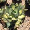 Mature Agave Rum Runner. Unique Coloring Makes This A Must Have Plant For Any Garden -Green Aura il fullxfull.1870234604 96b7