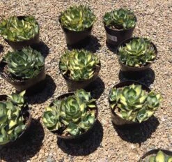 Mature Agave Rum Runner. Unique Coloring Makes This A Must Have Plant For Any Garden -Green Aura il fullxfull.1870234686 sdvm