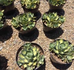 Mature Agave Rum Runner. Unique Coloring Makes This A Must Have Plant For Any Garden -Green Aura il fullxfull.1870234750 fjr4