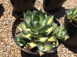 Mature Agave Rum Runner. Unique Coloring Makes This A Must Have Plant For Any Garden -Green Aura il fullxfull.1870234812 qxqk