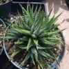 Large Succulent Zebra Plant Or Haworthia Fasciata Succulent -Green Aura il fullxfull.1884093746 1t2c