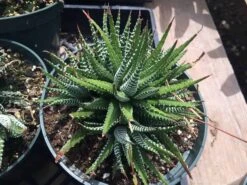 Large Succulent Zebra Plant Or Haworthia Fasciata Succulent