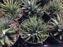 Large Succulent Zebra Plant Or Haworthia Fasciata Succulent -Green Aura il fullxfull.1884093936 6hcz