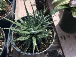 Large Succulent Zebra Plant Or Haworthia Fasciata Succulent -Green Aura il fullxfull.1931617861 4529