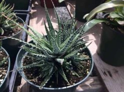 Large Succulent Zebra Plant Or Haworthia Fasciata Succulent -Green Aura il fullxfull.1931617919 pkxa