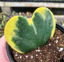 Variegated Hoya Kerrii Heart / Sweetheart Plant / Mothers Day Plant / Hoya Plant / Heart Shaped Succulent / Heart Hoya / Live Plant Rare -Green Aura il fullxfull.2669424458 pe3r