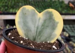 Variegated Hoya Kerrii Heart / Sweetheart Plant / Mothers Day Plant / Hoya Plant / Heart Shaped Succulent / Heart Hoya / Live Plant Rare -Green Aura il fullxfull.2669424720 awx5