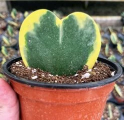 Variegated Hoya Kerrii Heart / Sweetheart Plant / Mothers Day Plant / Hoya Plant / Heart Shaped Succulent / Heart Hoya / Live Plant Rare -Green Aura il fullxfull.2669424874 hj57