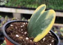 Variegated Hoya Kerrii Heart / Sweetheart Plant / Mothers Day Plant / Hoya Plant / Heart Shaped Succulent / Heart Hoya / Live Plant Rare -Green Aura il fullxfull.2717106221 g2g3