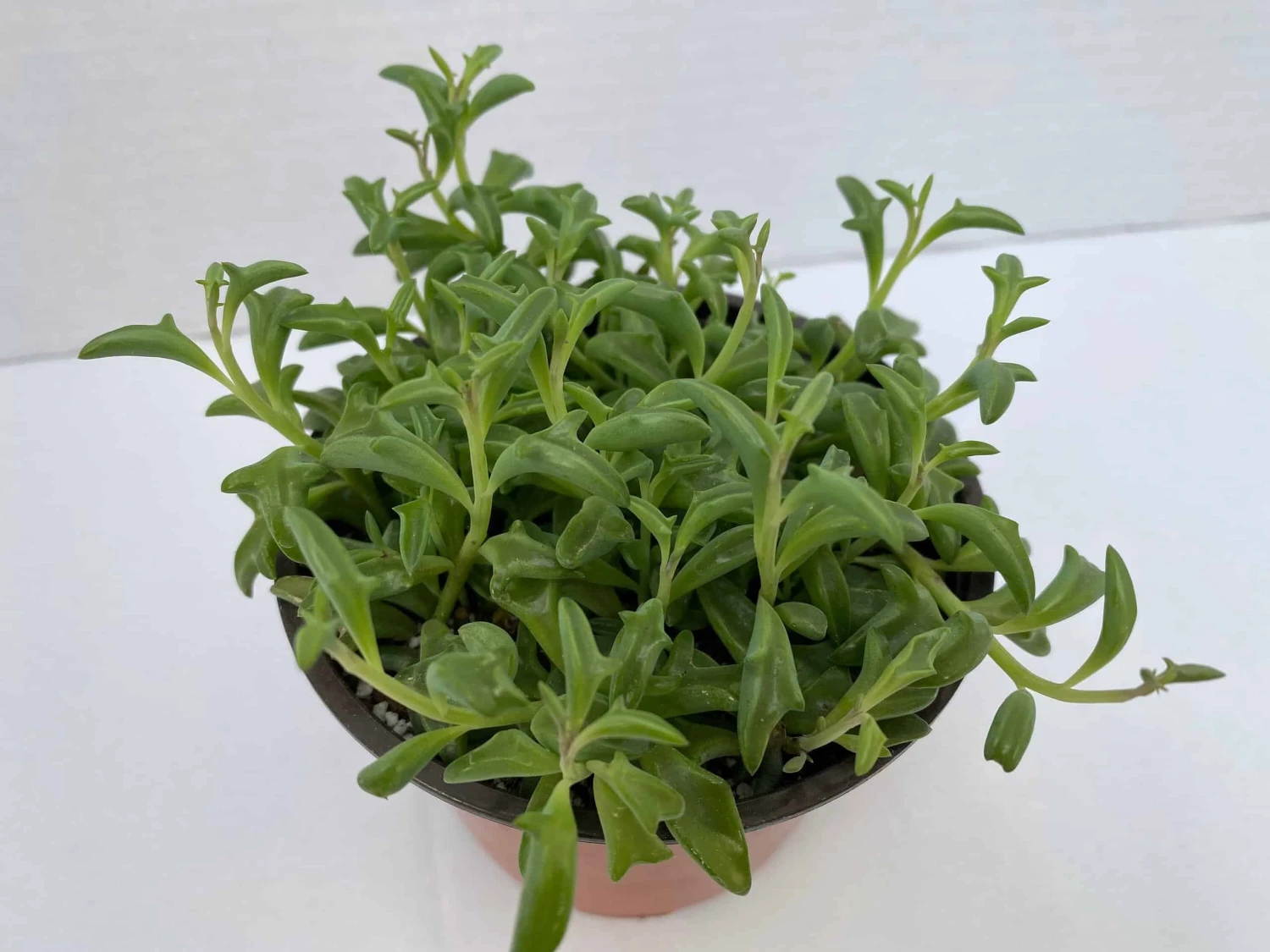 Medium Succulent Plant - String Of Dolphins. Perfect For A Hanging Basket 7 Medium Succulent Plant - String Of Dolphins. Perfect For A Hanging Basket - Image 6