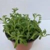 Medium Succulent Plant - String Of Dolphins. Perfect For A Hanging Basket -Green Aura il fullxfull.2776511201 4tct