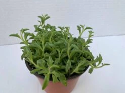 Medium Succulent Plant - String Of Dolphins. Perfect For A Hanging Basket