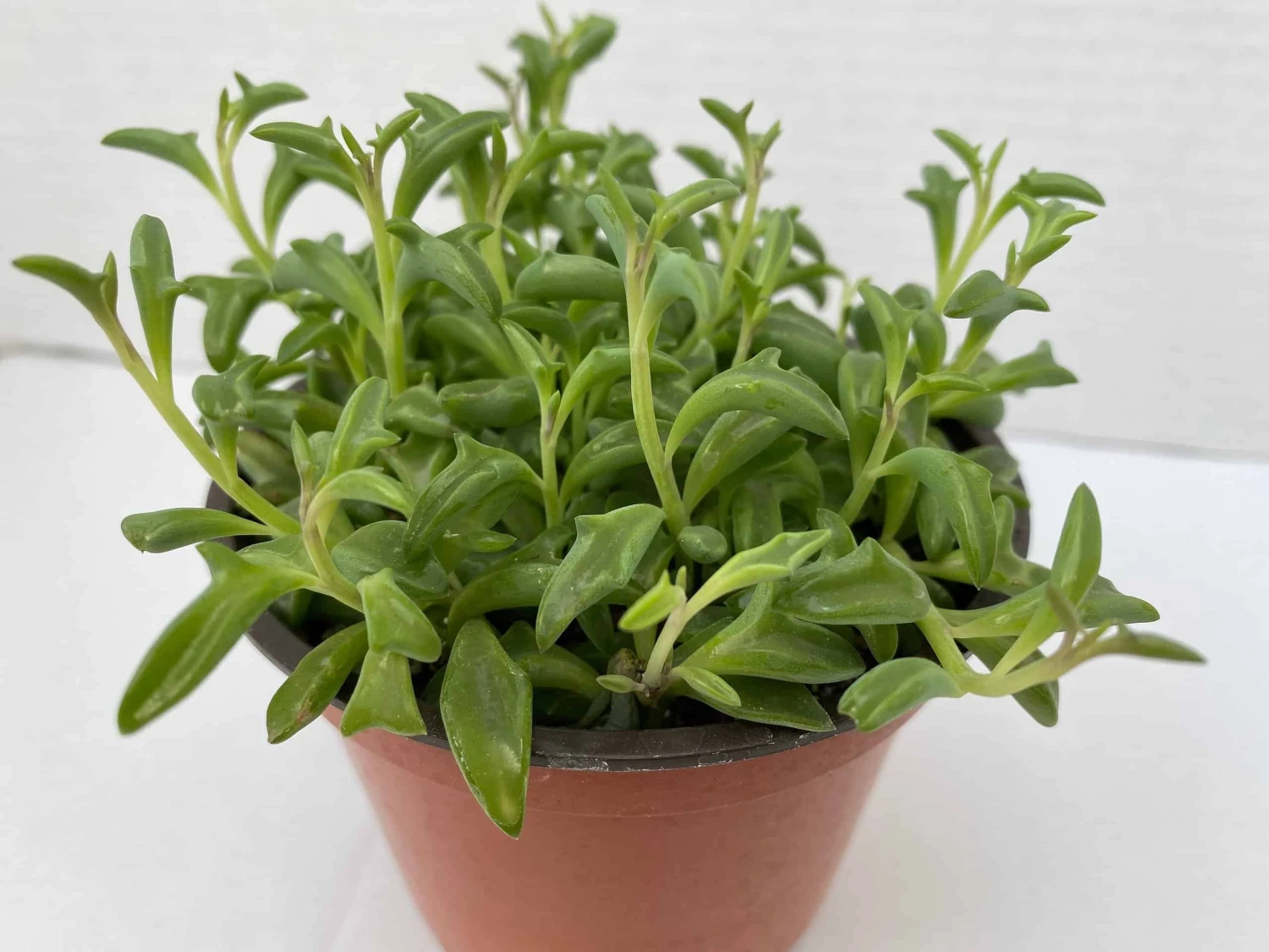 Medium Succulent Plant - String Of Dolphins. Perfect For A Hanging Basket 3 Medium Succulent Plant - String Of Dolphins. Perfect For A Hanging Basket - Image 2