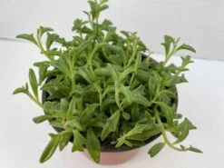 Medium Succulent Plant - String Of Dolphins. Perfect For A Hanging Basket 10 Medium Succulent Plant - String Of Dolphins. Perfect For A Hanging Basket -Green Aura il fullxfull.2776511511 hnit