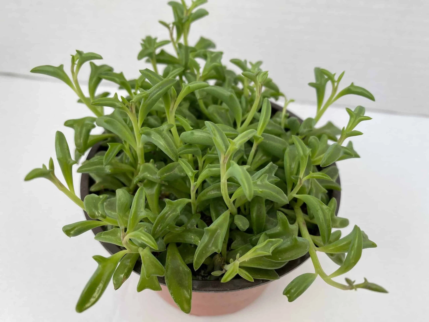 Medium Succulent Plant - String Of Dolphins. Perfect For A Hanging Basket 4 Medium Succulent Plant - String Of Dolphins. Perfect For A Hanging Basket - Image 3