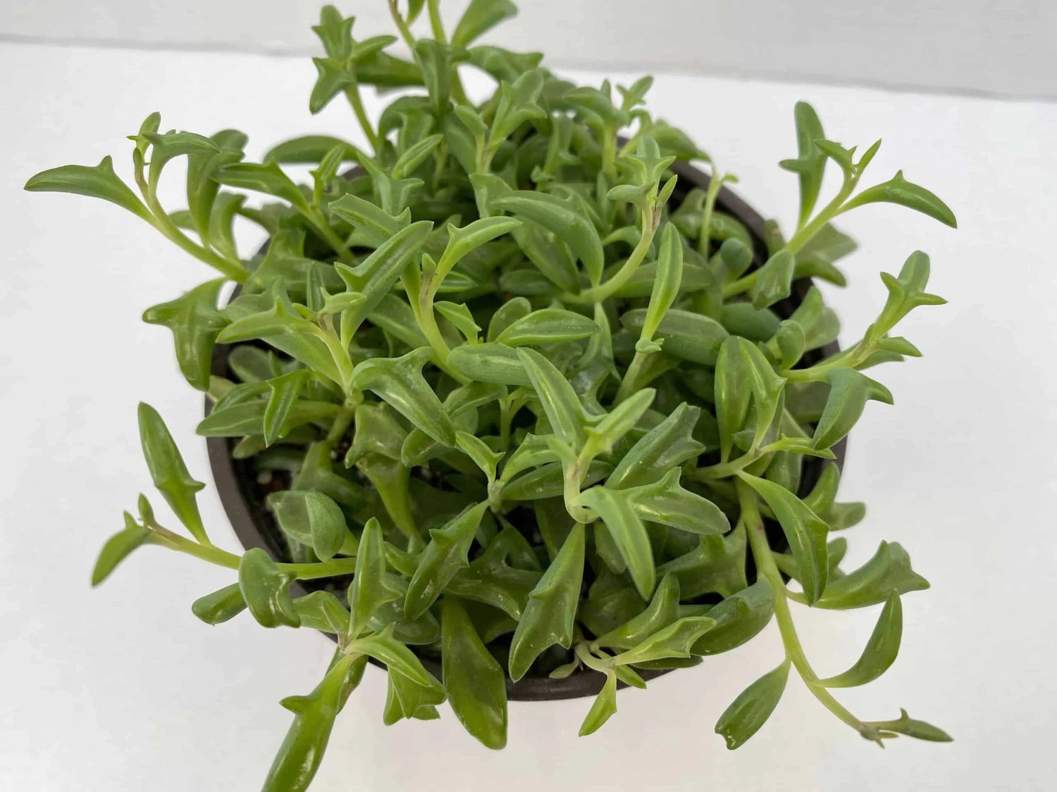 Medium Succulent Plant - String Of Dolphins. Perfect For A Hanging Basket 5 Medium Succulent Plant - String Of Dolphins. Perfect For A Hanging Basket - Image 4