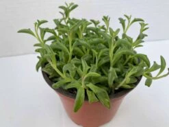 Medium Succulent Plant - String Of Dolphins. Perfect For A Hanging Basket 12 Medium Succulent Plant - String Of Dolphins. Perfect For A Hanging Basket -Green Aura il fullxfull.2776511749 f5c5