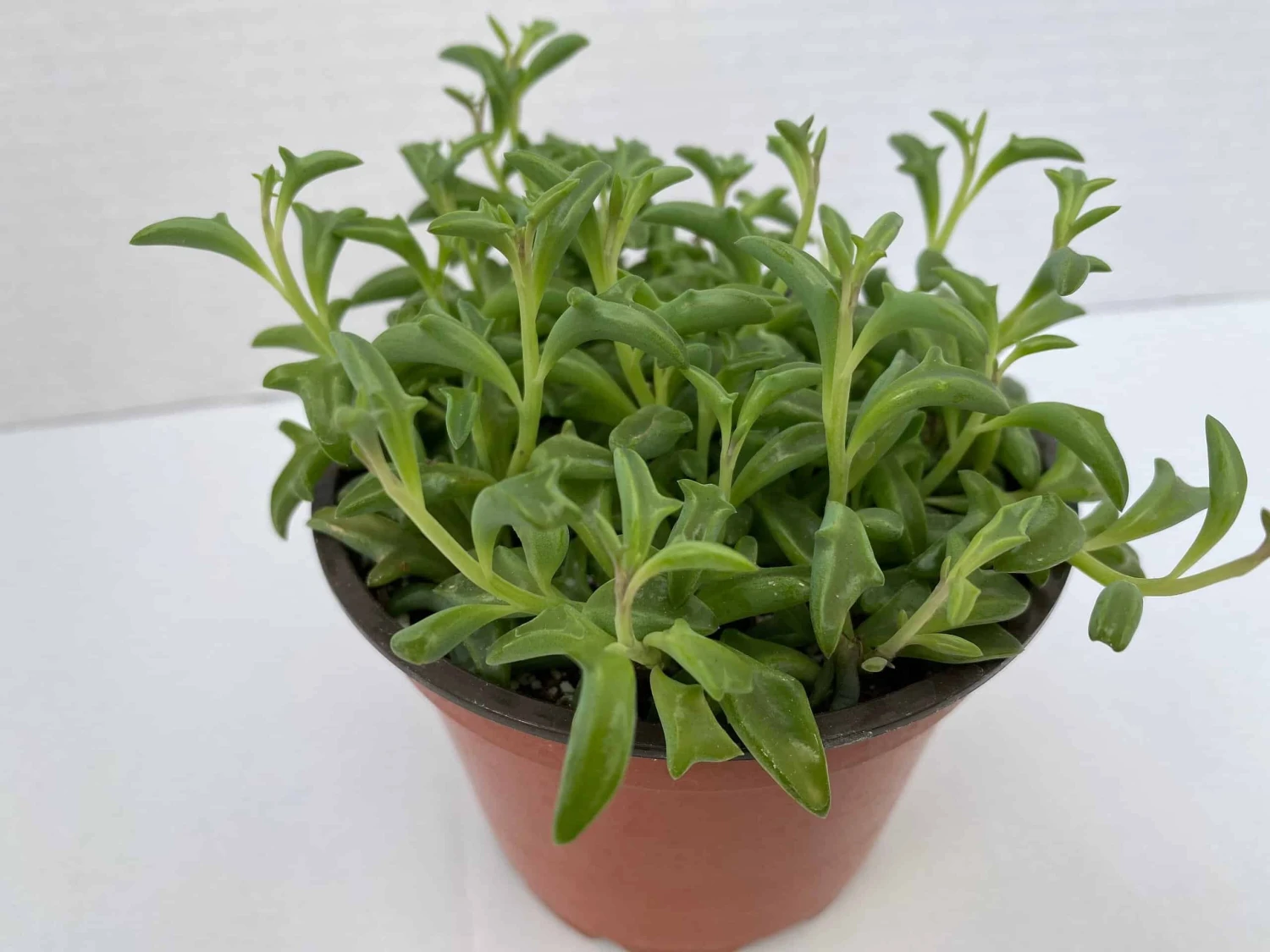 Medium Succulent Plant - String Of Dolphins. Perfect For A Hanging Basket 6 Medium Succulent Plant - String Of Dolphins. Perfect For A Hanging Basket - Image 5