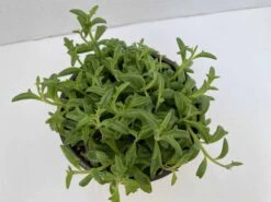 Medium Succulent Plant - String Of Dolphins. Perfect For A Hanging Basket 14 Medium Succulent Plant - String Of Dolphins. Perfect For A Hanging Basket -Green Aura il fullxfull.2776511865 n673