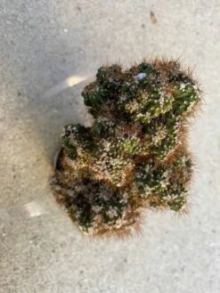 Medium Succulent Plant - Curiosity Cactus 'Rojo'. A Very Uniquely Shaped Cactus. -Green Aura il fullxfull.2817115402 ogxi 1