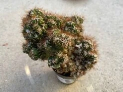 Medium Succulent Plant - Curiosity Cactus 'Rojo'. A Very Uniquely Shaped Cactus. -Green Aura il fullxfull.2817115588 6i2i 1