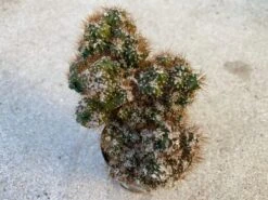 Medium Succulent Plant - Curiosity Cactus 'Rojo'. A Very Uniquely Shaped Cactus. -Green Aura il fullxfull.2817115778 7wow 1