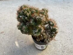 Medium Succulent Plant - Curiosity Cactus 'Rojo'. A Very Uniquely Shaped Cactus. -Green Aura il fullxfull.2817116142 bg6z 1