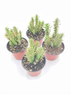 Austrocylindropuntia Subulata, Pink Eve’s Pin Needle Cactus, Opuntia Cactus, Opuntia Subulata Cylindrica, Austrocylindropuntia Subulata -Green Aura il fullxfull.2937841459 moie