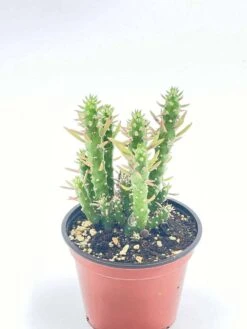 Austrocylindropuntia Subulata, Pink Eve’s Pin Needle Cactus, Opuntia Cactus, Opuntia Subulata Cylindrica, Austrocylindropuntia Subulata -Green Aura il fullxfull.2937841717 oqvv
