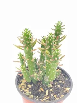 Austrocylindropuntia Subulata, Pink Eve’s Pin Needle Cactus, Opuntia Cactus, Opuntia Subulata Cylindrica, Austrocylindropuntia Subulata -Green Aura il fullxfull.2937841869 oa4h