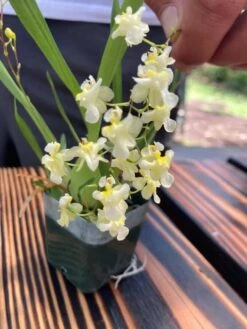 Live Oncidium Twinkle ‘White' 'Gold Dust' Orchid From Hawaii | Tropical Hawaiian Exotic Plant -Green Aura il fullxfull.2971501646 o7l7
