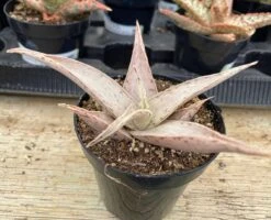 Medium Succulent Plant - Star Aloe 'Snow Drift'. A Star Shaped Hybrid With Muted Coloring. -Green Aura il fullxfull.3001169516 6s2m
