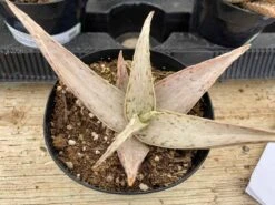 Medium Succulent Plant - Star Aloe 'Snow Drift'. A Star Shaped Hybrid With Muted Coloring. -Green Aura il fullxfull.3001169576 opxm