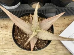 Medium Succulent Plant - Star Aloe 'Snow Drift'. A Star Shaped Hybrid With Muted Coloring. -Green Aura il fullxfull.3001169710 l8ia