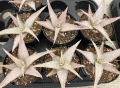 Medium Succulent Plant - Star Aloe 'Snow Drift'. A Star Shaped Hybrid With Muted Coloring. -Green Aura il fullxfull.3001170058 mg1y