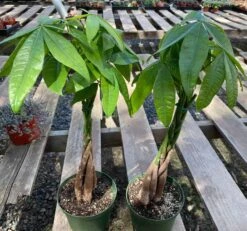 Mature Bonsai Money Tree | A Unique, Braided, Good Luck Plant -Green Aura il fullxfull.3012622144 evum