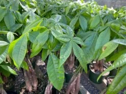 Mature Bonsai Money Tree | A Unique, Braided, Good Luck Plant -Green Aura il fullxfull.3012622390 8nrs