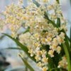 Live Oncidium Twinkle ‘White' 'Gold Dust' Orchid From Hawaii | Tropical Hawaiian Exotic Plant -Green Aura il fullxfull.3019210211 6j5j