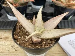 Medium Succulent Plant - Star Aloe 'Snow Drift'. A Star Shaped Hybrid With Muted Coloring. -Green Aura il fullxfull.3048881785 32cq