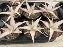 Medium Succulent Plant - Star Aloe 'Snow Drift'. A Star Shaped Hybrid With Muted Coloring. -Green Aura il fullxfull.3048881879 mnrx