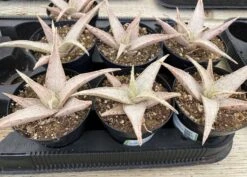 Medium Succulent Plant - Star Aloe 'Snow Drift'. A Star Shaped Hybrid With Muted Coloring. -Green Aura il fullxfull.3048881953 9ifi