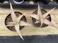 Medium Succulent Plant - Star Aloe 'Snow Drift'. A Star Shaped Hybrid With Muted Coloring. -Green Aura il fullxfull.3048882133 o9de