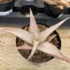 Medium Succulent Plant - Star Aloe 'Snow Drift'. A Star Shaped Hybrid With Muted Coloring. -Green Aura il fullxfull.3048882315 jukt