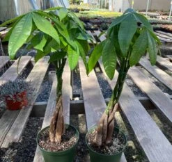 Mature Bonsai Money Tree | A Unique, Braided, Good Luck Plant -Green Aura il fullxfull.3060330377 j17t